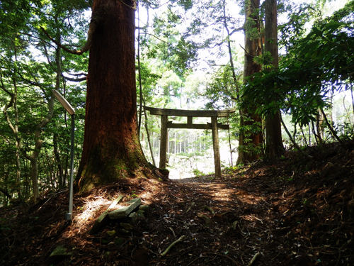祖母・傾・大崩ユネスコエコパークの見どころ～鷹鳥屋山（たかとりやさん）の自然林～ 【公式】湯ったり！おおいた満喫キャンペーン