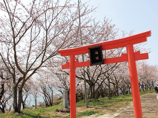 <font color="#EE82EE"><strong>粟嶋社・粟嶋公園</strong></font>（豊後高田市）<br>海に突き出した岩窟の中にある珍しい神社で“縁結びの神様”としても知られています。春には約200本のソメイヨシノが咲き誇ります。桜並木の前に佇む鳥居はインスタ映え間違いなし！<hr><span style="font-size:14px;">【DATA】<br /> 花の種類／ソメイヨシノ<br>見頃／3月下旬～4月上旬<br>住所／豊後高田市臼野7-10<br>電話／0978-53-5253<br>駐車場／あり<br>アクセス／宇佐ICから車で約40分<br><a href="https://www.city.bungotakada.oita.jp/site/showanomachi/1272.html" target="_blank"><font color="#0033ff">詳細はこちら</font></a></span>