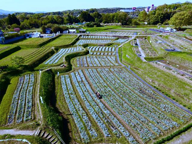 <font color="#EE82EE"><strong>おかばる花公園</strong></font>（大分市）<br>棚田を利用した広大な敷地に、四季折々の花々が咲き誇ります。春はチューリップ（3月20日～4月上旬頃）やネモフィラ（4月中旬～5月GW頃）が見られます。ネモフィラは県下最大の35万本で川をイメージ。船頭人形など写真スポットも！<hr><span style="font-size:14px;">【DATA】 <br>住所／大分市横尾1023（大分スポーツ公園東側）<br>電話／097-520-2764（おかばる花公園 木津)<br>駐車場／あり<br>アクセス／大分宮河内ICまたは大分米良ICから車で約10分、JR大分駅から車で約20分<br><a href="https://www.instagram.com/okabaru_hanakoen/" target="_blank"><font color="#0033ff">詳細はこちら</font></a></span>