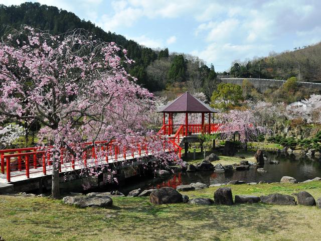 &lt;font color=&quot;#EE82EE&quot;&gt;&lt;strong&gt;溪石園&lt;/strong&gt;&lt;/font&gt;（中津市）&lt;br&gt;耶馬渓ダムの完成を記念して造られた日本庭園。春には桜が園内を彩ります。桜と園中央の赤い橋のコラボは必見です。&lt;hr&gt;&lt;span style=&quot;font-size:14px;&quot;&gt;【DATA】&lt;br /&gt; 花の種類／桜&lt;br&gt;見頃／3月下旬～4月上旬&lt;br&gt;住所／中津市耶馬溪町大島2286-1&lt;br&gt;電話／0979-54-3111（中津市耶馬溪支所地域振興課）&lt;br&gt;駐車場／150台(大型10台)&lt;br&gt;アクセス／中津ICまたは玖珠ICから約35分&lt;br&gt;&lt;a href=&quot; https://nakatsuyaba.com/?introduce=keisekien &quot; target=&quot;_blank&quot;&gt;&lt;font color=&quot;#0033ff&quot;&gt;詳細はこちら&lt;/font&gt;&lt;/a&gt;&lt;/span&gt;
