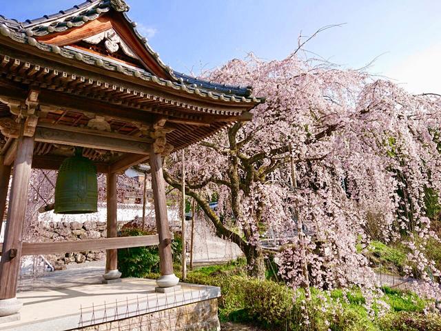 <font color="#EE82EE"><strong>真浄寺</strong></font>（中津市）<br>春の訪れを真っ先に告げてくれる真浄寺のしだれ桜。国道212号線からも遠望できるほどの見事な大きさです。<hr><span style="font-size:14px;">【DATA】<br /> 花の種類／桜<br>見頃／3月下旬～4月上旬<br>住所／中津市山国町中摩6315<br>電話／0979-62-3111 （中津市山国支所地域振興課）<br>駐車場／15台<br>アクセス／中津ICまたは玖珠ICから約40分<br></span>