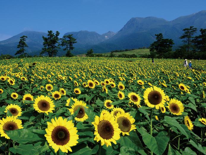 <font color="#800080"><strong>くじゅう花公園</strong></font>（竹田市）<br>開園30周年を迎え、4月には華道家の假屋崎省吾氏が名誉理事に就任した『くじゅう花公園』。花の数は年間500種類、500万本にも及びます。6月下旬～ 7月上旬はラベンダー、8月上旬～中旬はひまわり、9月～は千日紅、サルビア、マリーゴールドなどが咲き誇ります。<hr><span style="font-size:14px;"><strong>【DATA】</strong><br />住所／竹田市久住高原850<br>電話／0974-76-1422<br>営業時間／8:30～17:30（最終受付17:00）<br>休み／なし ※冬期休園あり（12月1日～2月末）<br>料金／大人（高校生以上）500～1300円、小人（5歳以上）300～500円 ※開花状況により変動性<br>駐車場／300台<br>交通アクセス／JR豊後竹田駅から車で30分、竹田ICから車で25分<br ><a href="http://www.hanakoen.com/" target="_blank"><font color="#0033ff">詳細はこちら</font></a></span><br><br>