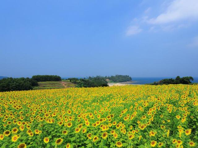 &lt;font color=&quot;#ff00ff&quot;&gt;&lt;strong&gt;長崎鼻サマーフェスティバル&lt;/strong&gt;&lt;/font&gt;（豊後高田市）&lt;br&gt;&lt;span style=&quot;font-size:14px;&quot;&gt; 春の菜の花、夏のひまわりが有名な「長崎鼻」で、長崎鼻サマーフェスティバルが開催されます。当日は『豊後みさき太鼓』をはじめとする様々なステージイベントや各種露店が立ち並び、会場が大いに盛り上がります！イベントフィナーレの花火大会（※予定）では、大量の花火が夜空を彩り、会場から多くの歓声が上がります。ぜひお出かけください。&lt;hr&gt;&lt;span style=&quot;font-size:14px;&quot;&gt;&lt;strong&gt;【DATA】&lt;/strong&gt;&lt;br /&gt;開催日程：7月20日（日）&lt;br&gt;開催場所：長崎鼻海水浴場（大分県豊後高田市見目4080）&lt;br&gt;問合せ：0978-54-3111（豊後高田市地域総務二課）&lt;br&gt;&lt;a href=&quot; https://www.visit-oita.jp/events/detail/14012&quot; target=&quot;_blank&quot;&gt;&lt;font color=&quot;#0033ff&quot;&gt;詳細はこちら&lt;/font&gt;&lt;/a&gt;&lt;/span&gt;&lt;br&gt;&lt;br&gt;