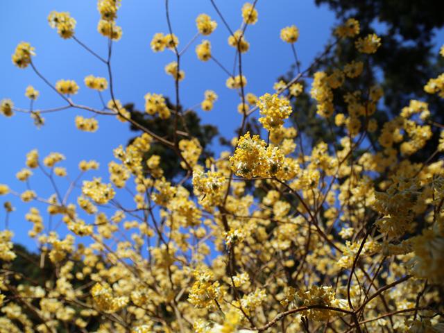 <font color="#EE82EE"><strong>西方寺のミツマタ</strong></font>（国東市）<br>西方寺地区には、黄色く可憐に咲くミツマタの群生が数多く点在しており、ウォーキングしながらの花見がおすすめです。狭い林道が多いので、車の運転にはお気をつけください。<hr><span style="font-size:14px;">【DATA】<br /> 花の種類／ミツマタ<br>見頃／3月中旬<br>住所／国東市国見町 西方寺地区<br>電話／0978-73-0962（国東市観光協会）<br>駐車場／なし<br>アクセス／宇佐ICから車で約60分<br><a href="https://www.visit-oita.jp/spots/detail/9168" target="_blank"><font color="#0033ff">詳細はこちら</font></a></span>