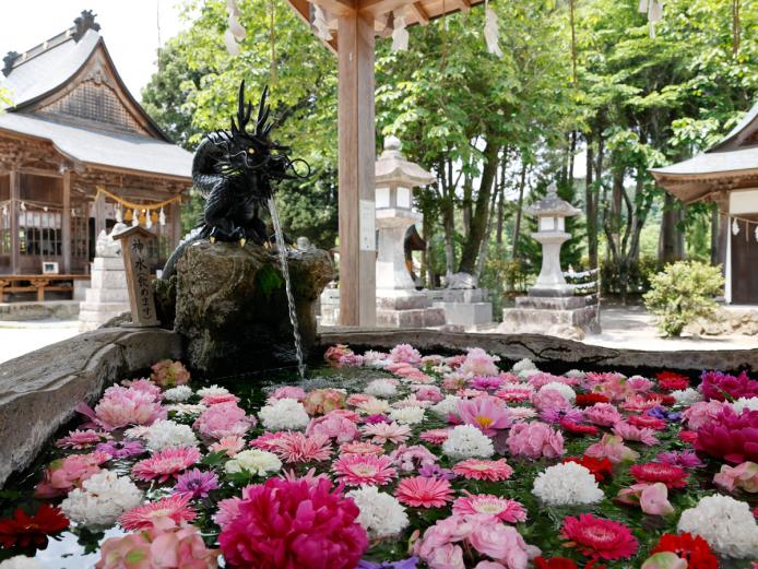 ▲花手水は、花の大小やバランスを考えてほぼ毎日手入れをしているそう