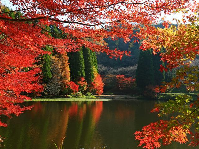 &lt;font color=&quot;##800080&quot;&gt;&lt;strong&gt;県民の森（森林学習展示館）&lt;/strong&gt;&lt;/font&gt;&lt;br&gt;4,475ヘクタールもの広大な森林に、キャンプ場や展示館などを有する施設。秋、赤く染まる森で紅葉狩りを楽しむ3つの「秋の周遊オススメコース」も。詳しくは「大分県民の森管理事務所」まで。&lt;hr&gt;&lt;span style=&quot;font-size:14px;&quot;&gt;【DATA】&lt;br /&gt;住所／大分市上判田&lt;br&gt;電話／097-588-0656（大分県県民の森管理事務所）&lt;br&gt;営業時間／9:00～16:30&lt;br&gt;休み／火曜&lt;br&gt;駐車場／25台&lt;br&gt;交通アクセス／大分光吉ICから車で約23分&lt;br /&gt;&lt;a href=&quot;https://oita-kenmori.jp/&quot; target=&quot;_blank&quot;&gt;&lt;font color=&quot;#0033ff&quot;&gt;詳細はこちら&lt;/font&gt;&lt;/a&gt;&lt;/span&gt;&lt;br&gt;&lt;br&gt;