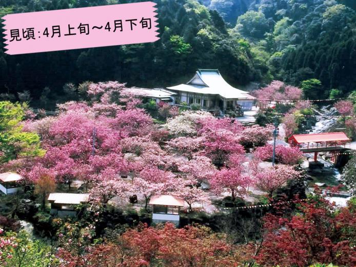 &lt;font color=&quot;#ff6633&quot;&gt;&lt;strong&gt;一心寺&lt;/strong&gt;&lt;/font&gt;（大分市）&lt;br&gt;境内に約800本ある「ぼたん桜」は、西日本随一の数を誇ります。高台から見下ろせば、まるで雲海のようにぼたん桜が広がります。&lt;br&gt;&lt;hr&gt;&lt;span style=&quot;font-size:14px;&quot;&gt;【DATA】&lt;br /&gt; 住所／大分市廻栖野1305&lt;br&gt;電話／097-541-3029&lt;br&gt;アクセス／大分光吉ICから車で約15分&lt;br /&gt;&lt;a href=&quot;http://issinnji.jp/&quot; target=&quot;_blank&quot;&gt;&lt;font color=&quot;#0033ff&quot;&gt;詳細はこちら&lt;/font&gt;&lt;/a&gt;&lt;/span&gt;&lt;br&gt;&lt;br&gt;&lt;br&gt;