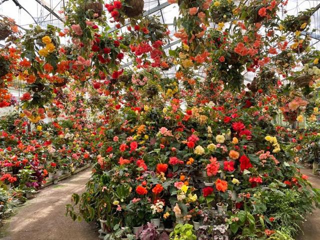 <font color="#EE82EE"><strong>くじゅう高原ﾌﾗﾜｰｽﾞｳﾞｧﾚｰ</strong></font>（竹田市）<br>南米アンデス山脈原産のベゴニアを中心に、色鮮やかな400種類以上の花々が1年中鑑賞できる植物園。直径20cmの大輪咲きのものや、九州では珍しい多種のものも見ることができます。園内にある「喫茶 空」の自家製トマトで作るオムライスも人気です。<hr><span style="font-size:14px;">【DATA】<br /> 花の種類／ベゴニア<br>見頃／通年<br>住所／竹田市久住町大字有氏1868<br>電話／0974-77-2928<br>駐車場／30台<br>アクセス／竹田ICから車で約25分