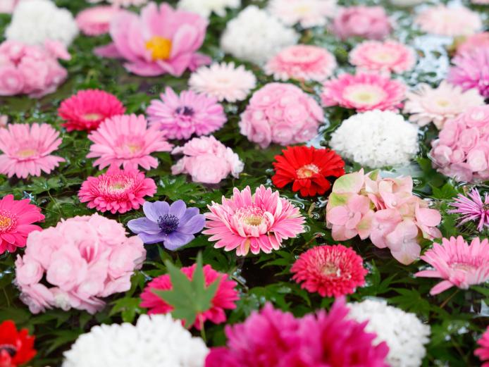 ▲色とりどりの花々に心が癒されます