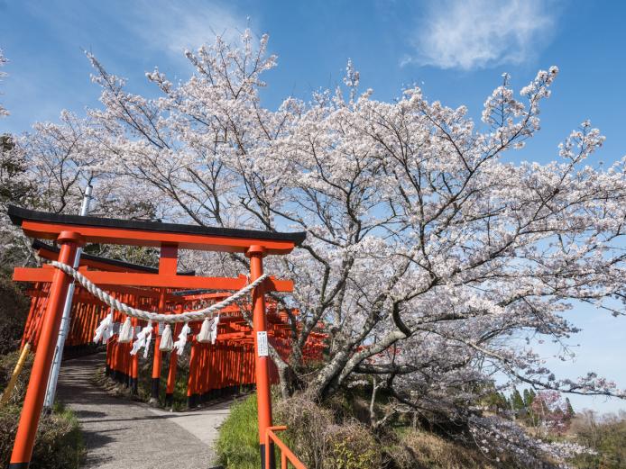 <font color="#EE82EE"><strong>扇森稲荷神社（こうとうさま）</strong></font>（竹田市）<br> 九州三大稲荷にも数えられ、地元の人たちに「こうとうさま」と呼ばれて親しまれている神社。桜の名所としても知られていて、駐車場や境内、近くを流れる玉来川や稲荷橋に、桜が華やかに咲き誇ります。<hr> <span style="font-size:14px;">【DATA】<br /> 花の種類／桜<br> 見頃／3月下旬～4月上旬<br> 住所／大分県竹田市大字拝田原字桜瀬811<br> 電話／0974-63-1588<br> 駐車場／あり<br> アクセス／竹田ICから車で約10分<br> <a href="https://xn--gpuz1m79owd17b268a.net/" target="_blank"><font color="#0033ff">詳細はこちら</font></a></span>