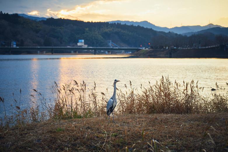 <span style="font-size:12px;"><font color="ffffff">店名の由来でもあり、幸運の前兆を知らせる鳥といわれる鷺（さぎ）。お店を見守るかのように、川沿いまでやってくるそう。</font></span><br><br>