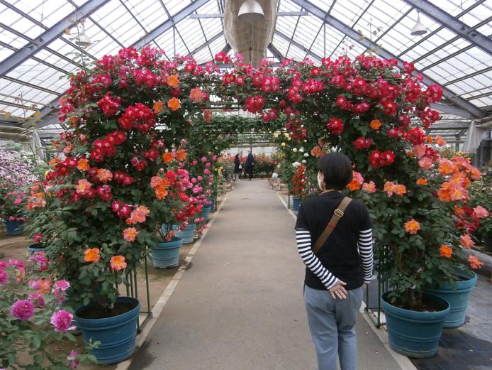 &lt;font color=&quot;#EE82EE&quot;&gt;&lt;strong&gt;ローズヒルあまがせ&lt;/strong&gt;&lt;/font&gt;&lt;br&gt;5月と10月の年2回見頃を迎え、約300種類、2000株以上のバラが、ピンクや赤、白などさまざまな色をまとい、園内に咲きます。温室内にあるつるバラのアーチやタワーなども必見！&lt;hr&gt;&lt;span style=&quot;font-size:14px;&quot;&gt;【DATA】&lt;br /&gt;住所／日田市天瀬町五馬市2384-3&lt;br&gt;電話／0973-57-8187&lt;br&gt;営業時間／9:00～17:00&lt;br&gt;休み／火曜 ※祝日の場合は翌日休み&lt;br&gt;料金／大人（高校生以上）310円、小中生100円※バラシーズン以外は無料&lt;br&gt;駐車場／80台&lt;br&gt;交通アクセス／天瀬高塚ICから車で約20分&lt;br &gt;&lt;a href=&quot;https://www.city.hita.oita.jp/soshiki/kikakushinko/amagaseshinko/sangyo/noringyo_shisetu/2237.html&quot; target=&quot;_blank&quot;&gt;&lt;font color=&quot;#0033ff&quot;&gt;詳細はこちら&lt;/font&gt;&lt;/a&gt;&lt;/span&gt;&lt;br&gt;&lt;br&gt;