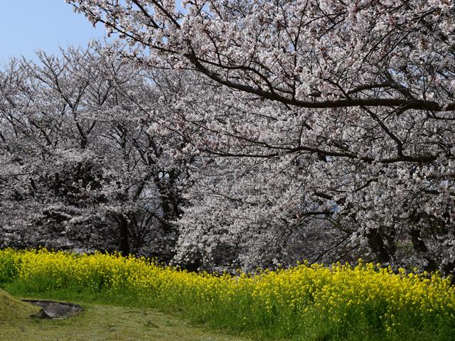 &lt;font color=&quot;#EE82EE&quot;&gt;&lt;strong&gt;宇佐風土記の丘&lt;/strong&gt;&lt;/font&gt;（宇佐市）&lt;br&gt;3～6世紀に造られた6基の前方後円墳がある史跡公園。ソメイヨシノやボタンザクラなど、約750本の桜が咲き誇ります。菜の花との競演の時期は更に絶景です。&lt;hr&gt;&lt;span style=&quot;font-size:14px;&quot;&gt;【DATA】&lt;br /&gt; 花の種類／菜の花、桜&lt;br&gt;見頃／3月下旬～4月上旬&lt;br&gt;住所／宇佐市高森京塚&lt;br&gt;電話／0978-37-0202（宇佐市観光協会）&lt;br&gt;駐車場／23台&lt;br&gt;アクセス／宇佐ICから車で約10分&lt;br&gt;&lt;a href=&quot;https://www.pref.oita.jp/site/rekishihakubutsukan/list21536.html&quot; target=&quot;_blank&quot;&gt;&lt;font color=&quot;#0033ff&quot;&gt;詳細はこちら&lt;/font&gt;&lt;/a&gt;&lt;/span&gt;