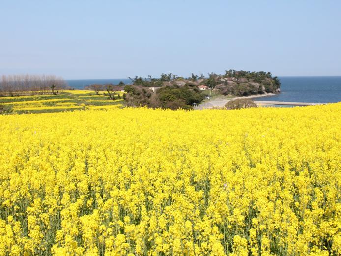 &lt;font color=&quot;#EE82EE&quot;&gt;&lt;strong&gt;花とアートの岬 長崎鼻&lt;/strong&gt;&lt;/font&gt;&lt;br&gt;毎年３月から４月にかけて岬に咲く菜の花は、2,200万本と九州最大級。満開を迎えると、畑一面は甘い菜の花の香りに包まれ、海からの風が優しく香りを運んできます。夏はヒマワリが開花します。&lt;hr&gt;&lt;span style=&quot;font-size:14px;&quot;&gt;【DATA】&lt;br /&gt;住所／豊後高田市見目4060&lt;br&gt;電話／0978-54-2237（長崎鼻リゾートキャンプ場）&lt;br&gt;駐車場／200台&lt;br&gt;交通アクセス／宇佐ICから車で約50分&lt;br &gt;&lt;a href=&quot; http://www.nagasakibana-oita.jp/ &quot; target=&quot;_blank&quot;&gt;&lt;font color=&quot;#0033ff&quot;&gt;詳細はこちら&lt;/font&gt;&lt;/a&gt;&lt;/span&gt;&lt;br&gt;&lt;br&gt;