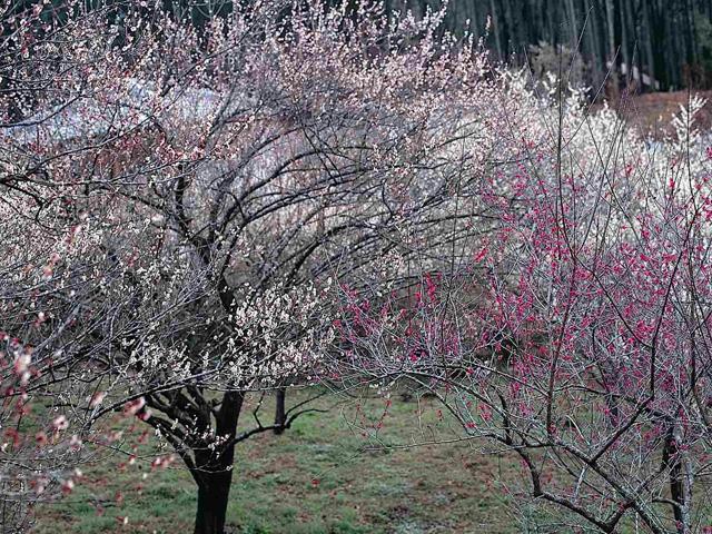 <font color="#EE82EE"><strong>吉野梅園</strong></font>（大分市）<br>豊後梅、青軸梅、白加賀、寒紅梅などの梅が約450本もある県内でも有数の梅の名所。憩いの場として多くの人たちから親しまれています。期間中は「吉野梅まつり」が開催されます。<hr><span style="font-size:14px;">【DATA】<br /> 花の種類／豊後梅、寒紅梅ほか<br>見頃／2月下旬～3月上旬<br>住所／大分市杉原537<br>電話／097-537-5976（大分市公園緑地課）<br>駐車場／191台<br>アクセス／米良ICから車で約20分<br><a href="https://www.oishiimati-oita.jp/spots/detail/88" target="_blank"><font color="#0033ff">詳細はこちら</font></a></span>