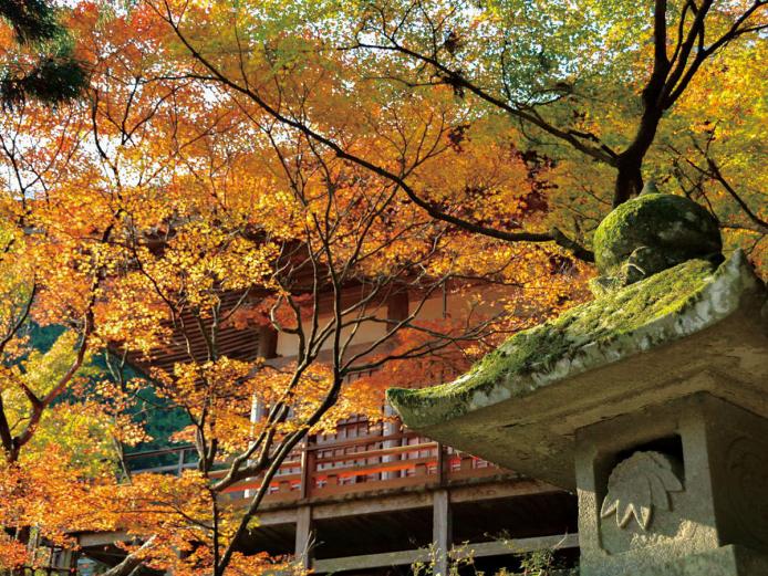 &lt;font color=&quot;#800000&quot;&gt;&lt;strong&gt;両子寺&lt;/strong&gt;&lt;/font&gt;（国東市）&lt;br&gt;江戸期より六郷満山の総持寺として総括を担ってきた由緒ある古寺。国東市屈指の紅葉スポットとしても有名で、真っ赤なモミジや黄金色に輝くイチョウが護摩堂を取り囲むように色づきます。境内にある「しぐれ紅葉」は七不思議の一つで、晴れた日でも雫が落ちてくると言われています。&lt;br&gt;&lt;hr&gt;&lt;span style=&quot;font-size:14px;&quot;&gt;【DATA】&lt;br /&gt; 住所／国東市安岐町両子1548&lt;br&gt;電話／0978-65-0253&lt;br&gt;営業時間／8:30～16:30&lt;br&gt;料金／300円&lt;br&gt;休み／なし&lt;br&gt;駐車場／70台（大型バス可）&lt;br&gt;見頃／11月中旬～12月上旬&lt;br&gt;アクセス／安岐ICから車で約25分&lt;br&gt;&lt;a href=&quot;http://www.futagoji.jp/&quot; target=&quot;_blank&quot;&gt;&lt;font color=&quot;#0033ff&quot;&gt;詳細はこちら&lt;/font&gt;&lt;/a&gt;&lt;/span&gt;&lt;br&gt;