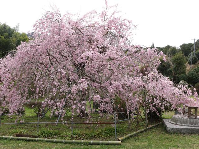 <font color="#EE82EE"><strong>深泉寺</strong></font>（中津市）<br>応永2年（1395年）に開山された曹洞宗の古刹で、境内には宝篋印塔や無縫塔、供養塔が林立しています。観音像を囲むしだれ桜が、春の風に揺れながら美しい景観を作り出します。<hr><span style="font-size:14px;">【DATA】<br /> 花の種類／しだれ桜<br>見頃／3月下旬～4月上旬<br>住所／中津市三光上深水1457<br>電話／0979-43-2050（中津市三光支所地域振興課）<br>駐車場／10台<br>アクセス／中津ICから車で約10分、JR中津駅より車で約27分<br><a href=" https://www.city-nakatsu.jp/doc/2011100100321/ " target="_blank"><font color="#0033ff">詳細はこちら</font></a></span>