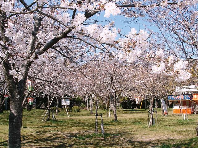 &lt;font color=&quot;#EE82EE&quot;&gt;&lt;strong&gt;大貞公園&lt;/strong&gt;&lt;/font&gt;（中津市）&lt;br&gt;大正初期に住民達が数百本の桜の苗木を植えたことから始まった名所。現在は周辺も含め約1,300本の桜が咲き誇ります。&lt;hr&gt;&lt;span style=&quot;font-size:14px;&quot;&gt;【DATA】&lt;br /&gt; 花の種類／ソメイヨシノ&lt;br&gt;見頃／3月下旬～4月上旬&lt;br&gt;住所／中津市大字大貞279&lt;br&gt;電話／0979-62-6034（中津市観光課）&lt;br&gt;駐車場／30台&lt;br&gt;アクセス／中津ICから車で約10分&lt;br&gt;&lt;a href=&quot;https://www.city-nakatsu.jp/doc/2011100110191/&quot; target=&quot;_blank&quot;&gt;&lt;font color=&quot;#0033ff&quot;&gt;詳細はこちら&lt;/font&gt;&lt;/a&gt;&lt;/span&gt;