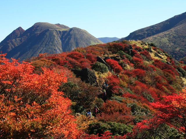 &lt;font color=&quot;#800000&quot;&gt;&lt;strong&gt;くじゅう連山&lt;/strong&gt;&lt;/font&gt;（九重町・竹田市）&lt;br&gt;九州本土最高峰の中岳（標高1,791m）をはじめ、標高約1,700m級の山々が連なっており、“九州の屋根”とも呼ばれています。5月下旬から6月中旬にかけて、ミヤマキリシマが山頂をピンクに染め、秋には鮮やかな紅葉が山々を彩ります。&lt;br&gt;&lt;hr&gt;&lt;span style=&quot;font-size:14px;&quot;&gt;【DATA】&lt;br /&gt; 住所／九重町田野&lt;br&gt;電話／0973-79-2154（長者原ビジターセンター）&lt;br&gt;見頃／10月中旬～11月中旬&lt;br&gt;&lt;a href=&quot;https://kujufanclub.com/&quot; target=&quot;_blank&quot;&gt;&lt;font color=&quot;#0033ff&quot;&gt;詳細はこちら&lt;/font&gt;&lt;/a&gt;&lt;/span&gt;