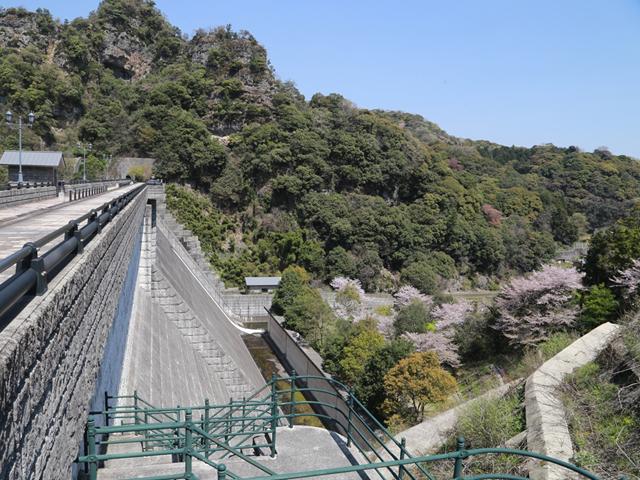 <font color="#EE82EE"><strong>行入ダム</strong></font>（国東市）<br>ダム周辺では、春は桜や菜の花、秋は紅葉･･･と四季折々の自然が楽しめます。ダム湖の周りは約3kmほどあり、展望広場やパークゴルフ場が整備され、のんびり過ごせます。<hr><span style="font-size:14px;">【DATA】<br /> 桜の種類／ソメイヨシノ<br>見頃／3月下旬～4月上旬<br>住所／国東市国東町横手<br>電話／0978-73-0962（国東市観光協会）<br>駐車場／6台<br>アクセス／杵築ICから車で約30分<br><a href="https://visit-kunisaki.com/spot/gonyudam/" target="_blank"><font color="#0033ff">詳細はこちら</font></a></span>