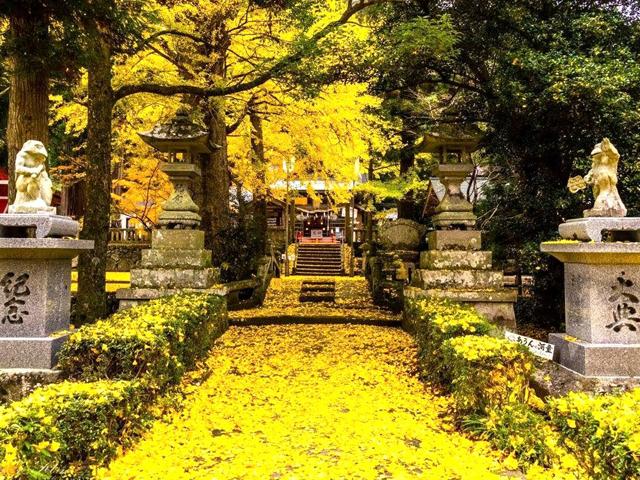 &lt;font color=&quot;#800000&quot;&gt;&lt;strong&gt;雲八幡宮&lt;/strong&gt;&lt;/font&gt;（中津市）&lt;br&gt;703年に創建された古社。境内には大イチョウと千年杉がそびえ立ち、紅葉シーズンには目の覚めるような黄色いイチョウの葉が敷地内を埋め尽くします。&lt;br&gt;&lt;hr&gt;&lt;span style=&quot;font-size:14px;&quot;&gt;【DATA】&lt;br /&gt; 住所／中津市耶馬溪町宮園407&lt;br&gt;電話／0979-56-2309（雲八幡宮）&lt;br&gt;見頃／11月中旬～11月下旬&lt;br&gt;&lt;a href=&quot;https://kumohachiman.j-air.net/&quot; target=&quot;_blank&quot;&gt;&lt;font color=&quot;#0033ff&quot;&gt;詳細はこちら&lt;/font&gt;&lt;/a&gt;&lt;/span&gt;