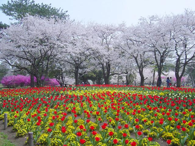 <font color="#EE82EE"><strong>別府公園</strong></font>（別府市）<br>別府市の中心部に位置する、市民の憩いの場となっている公園。敷地内には広々とした芝生や噴水があり、のんびりと過ごすことができます。春は、池の周りに咲く色とりどりのチューリップとソメイヨシノの競演が見どころです。<hr><span style="font-size:14px;">【DATA】<br /> 花の種類／ソメイヨシノ、チューリップ<br>見頃／3月下旬～4月上旬<br>住所／別府市大字別府野口原3018-1<br>電話／0977-21-1473（公園緑地課）<br>駐車場／あり<br>アクセス／別府ICから車で約10分<br><a href="https://www.city.beppu.oita.jp/sisetu/kouen_tyuusyajyou/03kouen_03-01beppu.html" target="_blank"><font color="#0033ff">詳細はこちら</font></a></span>