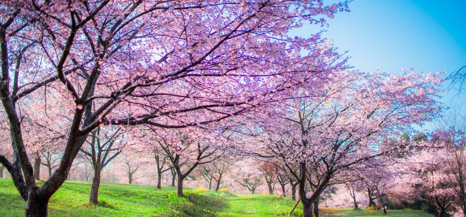 <div style="text-align: right;"><span style="font-size:12px;">長湯温泉 しだれ桜の里</span></div>