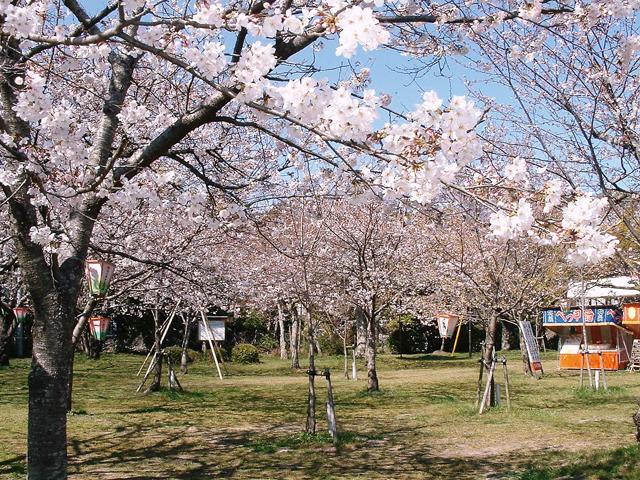 <font color="#EE82EE"><strong>大貞公園</strong></font>（中津市）<br>大正初期に住民達が数百本の桜の苗木を植えたことから始まった名所。現在は周辺も含め約1,300本の桜が咲き誇ります。<hr><span style="font-size:14px;">【DATA】<br /> 桜の種類／ソメイヨシノ<br>見頃／3月下旬～4月上旬<br>住所／中津市大字大貞279<br>電話／0979-62-6034（中津市観光課）<br>駐車場／30台<br>アクセス／中津ICから車で約10分<br><a href="https://www.city-nakatsu.jp/doc/2011100110191/" target="_blank"><font color="#0033ff">詳細はこちら</font></a></span>