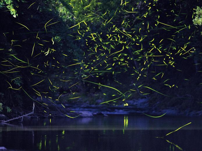 <span style="font-size:18px;"><strong><span style="color:orange;"> ホタル鑑賞が粋</span></strong></span><br /><span style="font-size:14px;">５～６月は温泉郷のあちこちでホタルが乱舞する姿を鑑賞することができ、運が良ければ露天からも眺められるとか。美しい自然を守ろうと、地域の人々が熱心にホタルの保護活動を行っています。</span><br /> &amp;nbsp;<br>