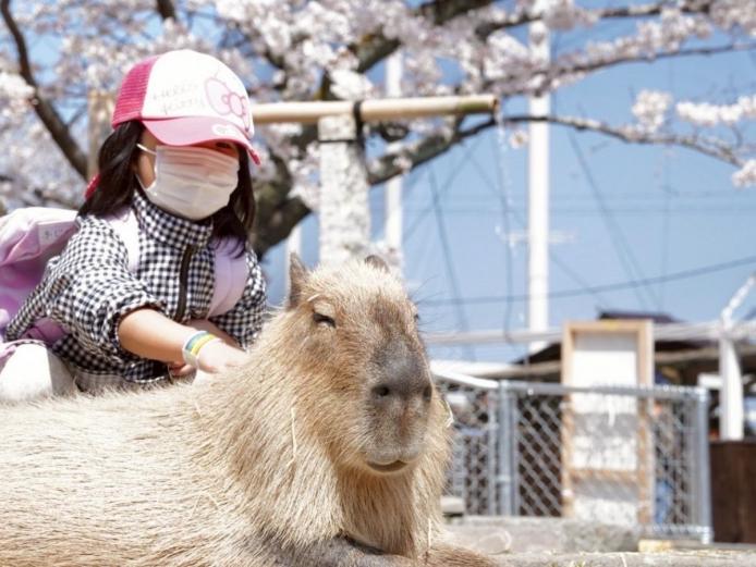 <font color="#800080"><strong>別府ケーブルラクテンチ</strong></font>（別府市）<br>1929（昭和4）年に開園した九州最古の遊園地。小さな子供でも安心して楽しめる乗り物や、さまざまな動物たちが過ごすエリアが点在しています。人気の「カピバラ温泉」では、温泉にのんびりと浸かる可愛らしいカピパラたちの姿を見ることができ、直接触れ合うこともできます。<hr><span style="font-size:14px;"><strong>【DATA】</strong><br />住所／別府市流川通り18<br>電話／0977-85-8888<br>営業時間／9:30～17:00※季節により変動あり<br>料金／中学生以上1300円、3歳～小学生600円、2 歳以下は無料<br>休み／火曜 ※祝日、春休み、GW、夏休み、冬休みは営業。１月半ば～２月末まで冬季休業あり<br>駐車場／600台<br>交通アクセス／別府ICから車で約10分<br ><a href="https://rakutenchi.jp/" target="_blank"><font color="#0033ff">HPはこちら</font></a><br><a href=" https://x.gd/M5zJG " target="_blank"><font color="#0033ff">MAPはこちら</font></a></span><br><br>