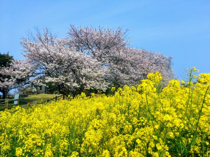 &lt;font color=&quot;#800080&quot;&gt;&lt;strong&gt;花とアートの岬 長崎鼻&lt;/strong&gt;&lt;/font&gt;（豊後高田市）&lt;br&gt; 毎年3～4月にかけて、約2500万本の菜の花が岬を埋め尽くす『長崎鼻』。3月9日（土）～4月10日（水）は「菜の花フェスタ」を開催。満開を迎えると海からの潮風が甘い菜の花の香りを運び、あたり一面が優しい香気に包まれます。周辺にはキャンプ場もあり、海と花のコントラストが楽しめます。&lt;hr&gt; &lt;span style=&quot;font-size:14px;&quot;&gt;&lt;strong&gt;【DATA】&lt;/strong&gt;&lt;br /&gt; 住所／豊後高田市見目4060 &lt;br&gt; 電話／0978-54-2200 &lt;br&gt; 営業時間／8:00～17:00 &lt;br&gt; 休み／木曜 ※イベント期間中は除く&lt;br&gt; 駐車場／300台&lt;br&gt; 交通アクセス／宇佐ICから車で約50分、ＪＲ宇佐駅から車で約30分&lt;br &gt; &lt;a href=&quot; https://www.nagasakibana-oita.jp/ &quot; target=&quot;_blank&quot;&gt;&lt;font color=&quot;#0033ff&quot;&gt;詳細はこちら&lt;/font&gt;&lt;/a&gt;&lt;/span&gt;&lt;br&gt;&lt;br&gt;