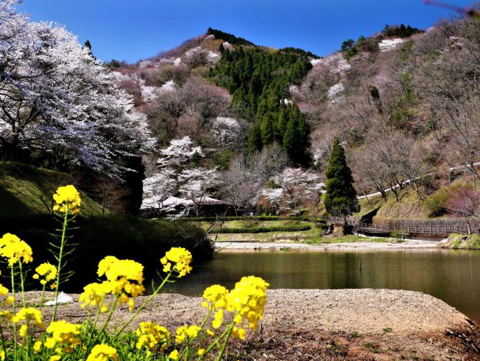&lt;font color=&quot;#4682b4&quot;&gt;&lt;strong&gt;おしどり渓谷セラビーロード ～水辺のコース～&lt;/strong&gt;&lt;/font&gt;（大分市）&lt;br&gt;『大分県県民の森』に整備された人造湖や渓流沿いのコースを、春は桜、夏は新緑、秋は紅葉など、四季折々の自然を眺めたり耳を澄ませたりと、楽しみながら歩くことができます。森林セラピーロードに認定されており、ゆるやかな道なりで歩きやすい遊歩道なので、体力に自信のない方にもオススメです。&lt;br&gt;&lt;hr&gt;&lt;span style=&quot;font-size:14px;&quot;&gt;【DATA】&lt;br /&gt; 住所：大分市上判田&lt;br&gt;電話：097-585-6013（大分市林業水産課森林セラピー担当班）&lt;br&gt;駐車場：10台(大分県青少年の森 森林学習展示館利用) ※前日までに県民の森管理事務所まで利用日時と駐車台数を要連絡&lt;br&gt;アクセス：光吉ICより車で約45分／JR敷戸駅より車で約45分&lt;br /&gt;&lt;a href=&quot;https://www.oita-foresttherapy.jp/roads/detail/4&quot; target=&quot;_blank&quot;&gt;&lt;font color=&quot;#0033ff&quot;&gt;詳細はこちら&lt;/font&gt;&lt;/a&gt;&lt;/span&gt;