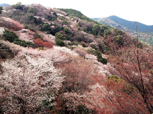 &lt;font color=&quot;#EE82EE&quot;&gt;&lt;strong&gt;大岩周辺&lt;/strong&gt;&lt;/font&gt;（臼杵市）&lt;br&gt;臼杵城址の南側の山腹にある大岩周辺は山桜が豊富で、標高も223mと低く、約30分ほどで登頂できます。眼下に広がる山桜の眺めは絶景です。&lt;hr&gt;&lt;span style=&quot;font-size:14px;&quot;&gt;【DATA】&lt;br /&gt; 花の種類／山桜&lt;br&gt;見頃／3月下旬～4月上旬&lt;br&gt;住所／臼杵市東海添&lt;br&gt;電話／0972-64-7130（臼杵市観光協会）&lt;br&gt;駐車場／あり&lt;br&gt;アクセス／臼杵ICから車で約30分&lt;br&gt;