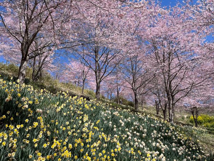 <font color="#EE82EE"><strong>長湯温泉 しだれ桜の里</strong></font>（竹田市）<br>10万㎡の広大な敷地一面にコマツオトメや八重紅しだれ、ヨウコウザクラなど6種類 約2600本の桜が咲き乱れ、西日本随一の規模を誇ります。桜は3月はじめ頃から約1ヶ月半にわたり順次咲くので、長い期間楽しめるのも魅力です。スイセンや菜の花とのコラボも必見！<hr><span style="font-size:14px;">【DATA】<br /> 花の種類／大漁桜、コマツオトメ、八重桜ほか<br>見頃／3月末から4月中旬頃<br>住所／竹田市直入町大字長湯3142-15<br>電話／092-622-3003<br>駐車場／500台<br>アクセス／竹田ICから車で約20分<br><a href=" https://shidarezakuranosato.com/" target="_blank"><font color="#0033ff">詳細はこちら</font></a></span>