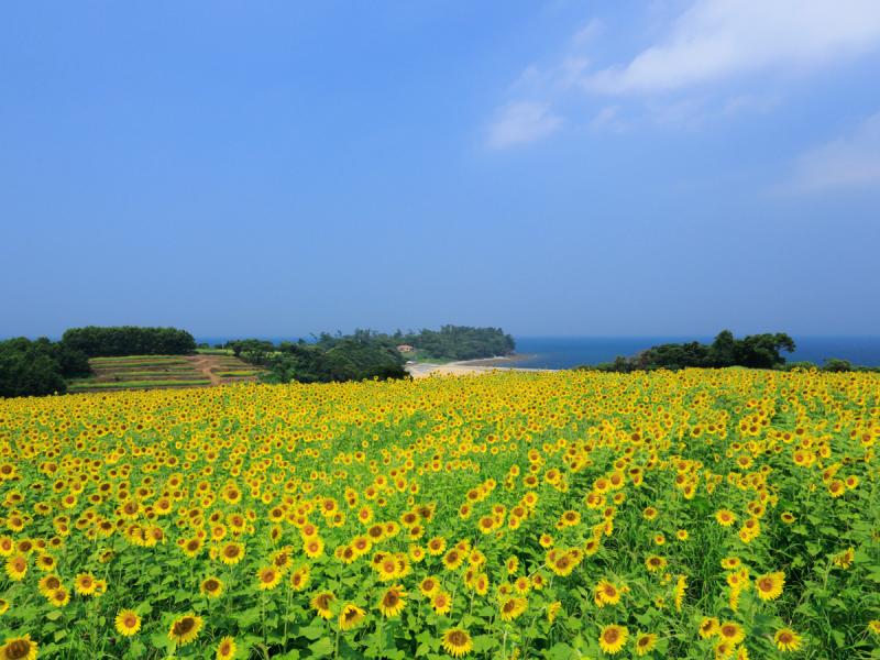 花とアートの岬 長崎鼻 日本一の おんせん県 大分県の観光情報公式サイト