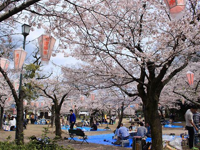 <font color="#EE82EE"><strong>亀山公園</strong></font>（日田市）<br>水郷日田のシンボルである「三隈川」のすぐそばの公園で、地元で人気のスポットでお花見の名所。三隈川沿いの遊歩道と一緒に散策するのもおすすめです。<hr><span style="font-size:14px;">【DATA】<br /> 桜の種類／ソメイヨシノ、ジンダイアケボノ<br>見頃／4月上旬<br>住所／日田市中ノ島町<br>電話／0973-22-2036（日田市観光協会）<br>駐車場／50台<br>アクセス／日田ICから車で約10分<br><a href="https://www.city.hita.oita.jp/soshiki/doboku/toshiseibika/koenryokuchi/koen/3364.html" target="_blank"><font color="#0033ff">詳細はこちら</font></a></span>
