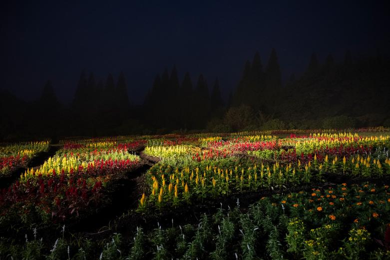<span style="font-size:12px;"> 夜はライトアップし、花畑が神秘的な雰囲気に。</span><br><br>