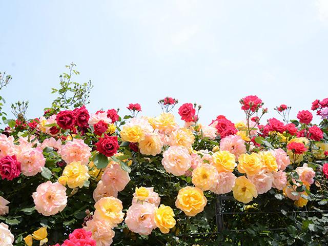 <font color="#EE82EE"><strong>千財（せんざい）農園</strong></font>（宇佐市）<br>フジで有名なスポットですが、バラ園もスゴイんです！100種・2,500本のバラが咲き誇り、芳しい濃密な香りに包まれる「バラのトンネル」も登場します。香りのトンネルを散策してみては？<hr><span style="font-size:14px;">【DATA】<br /> 花の種類／バラ<br>見頃／5月上旬～5月中旬、10月上旬～11月下旬<br>住所／宇佐市大字四日市4243<br>電話／0978-33-2388<br>駐車場／あり<br>アクセス／四日市ICから車で約5分<br><a href="https://www.city.usa.oita.jp/tourist/touristspot/touristspot2/touristspot3/10182.html" target="_blank"><font color="#0033ff">詳細はこちら</font></a></span>