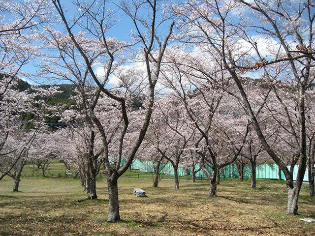 <font color="#EE82EE"><strong>田の原公園</strong></font>（日田市）<br>日田市内から少し離れた場所にある、静かな公園。約600本以上の桜が、敷地内を埋め尽くすように見事に咲き誇ります！のびのびとした広場があり、家族でのんびりと過ごせます。<hr><span style="font-size:14px;">【DATA】<br /> 桜の種類／ソメイヨシノ<br>見頃／4月上旬<br>住所／日田市鶴河内 県道671号線沿い<br>電話／0973-22-2036（日田市観光協会）<br>駐車場／あり<br>アクセス／日田ICから車で約35分