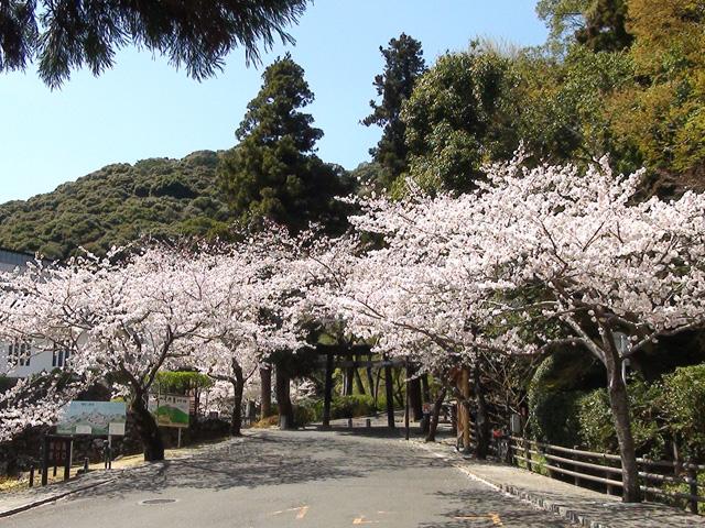 <font color="#EE82EE"><strong>歴史と文学のみち</strong></font>（佐伯市）<br>佐伯市中心部に位置する約700ｍに渡る「歴史と文学のみち」。石畳の道や白い壁の土塀など城下町の風情漂う道沿いに、美しい桜が咲きます。<hr><span style="font-size:14px;">【DATA】<br /> 花の種類／桜<br>見頃／4月上旬<br>住所／佐伯市大手町<br>電話／0972-23-3400（佐伯市観光案内所）<br>駐車場／140台<br>アクセス／佐伯ICから車で約10分<br><a href="https://www.visit-saiki.jp/spots/detail/64d6dc3e-c17b-4df5-9615-b395d659e193" target="_blank"><font color="#0033ff">詳細はこちら</font></a></span>