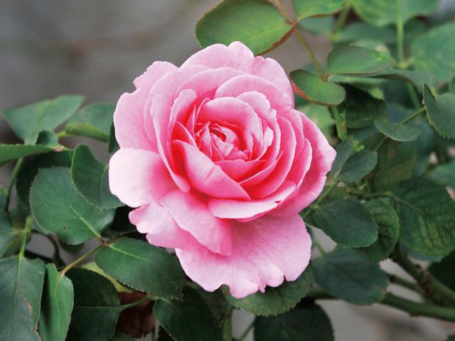 <font color="#EE82EE"><strong>ほんだバラ香園</strong></font>（杵築市）<br>ハウス内を散策する「バラ浴」が楽しめるここは、まさに五感に効く癒しの楽園。気品のある色や形、ビロードのような手触り、うっとりするような甘い香りなど、バラの魅力を存分に楽しめます。<hr><span style="font-size:14px;">【DATA】<br /> 花の種類／バラ<br>見頃／通年<br>住所／杵築市山香町大字吉野渡1604-13<br>電話／0977-78-0505<br>駐車場／10台<br>アクセス／大分農業文化公園ICから車で約15分<br><a href="https://www.facebook.com/honda.rose/" target="_blank"><font color="#0033ff">詳細はこちら</font></a></span>