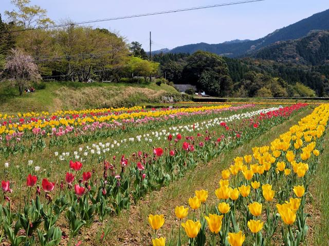<font color="#EE82EE"><strong>柳瀬の里</strong></font>（佐伯市）<br>うめの里陶芸工房前にある『柳瀬の里チューリップ畑』に、約4万本のチューリップが咲き誇ります。遠くに鳥居もあり、写真スポットとして人気です。<hr><span style="font-size:14px;">【DATA】<br /> 花の種類／チューリップ<br>見頃／4月上旬～<br>住所／佐伯市宇目大字南田原2400-6<br>電話／0972-52-1111（佐伯市宇目振興局）<br>駐車場／あり<br>アクセス／北川ICから車で約35分<br><a href="https://www.city.saiki.oita.jp/kiji0037981/index.html" target="_blank"><font color="#0033ff">詳細はこちら</font></a></span>
