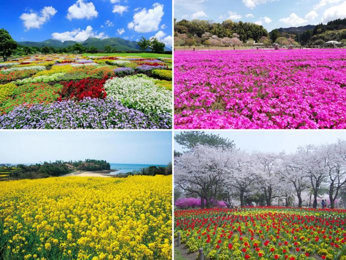&lt;font color=&quot;#800080&quot;&gt;&lt;strong&gt;「おんせん県おおいた 花スポット情報」を発信しています！&lt;/strong&gt;&lt;/font&gt;&lt;br&gt; 春になるとぜひ訪れたいのが花スポットですね！ ツーリズムおおいたHPの「旬の情報」では、大分県内各所にあるおすすめの花スポットをはじめ、桜情報やミヤマキリシマ情報などを掲載しています。ぜひチェックして、春の巡りドライブの参考にしてください。&lt;hr&gt; &lt;span style=&quot;font-size:14px;&quot;&gt;【DATA】&lt;br &gt; &lt;a href=&quot; https://www.visit-oita.jp/topics/detail/440&quot; target=&quot;_blank&quot;&gt;&lt;font color=&quot;#0033ff&quot;&gt;詳細はこちら&lt;/font&gt;&lt;/a&gt;&lt;/span&gt;&lt;br&gt;&lt;br&gt;