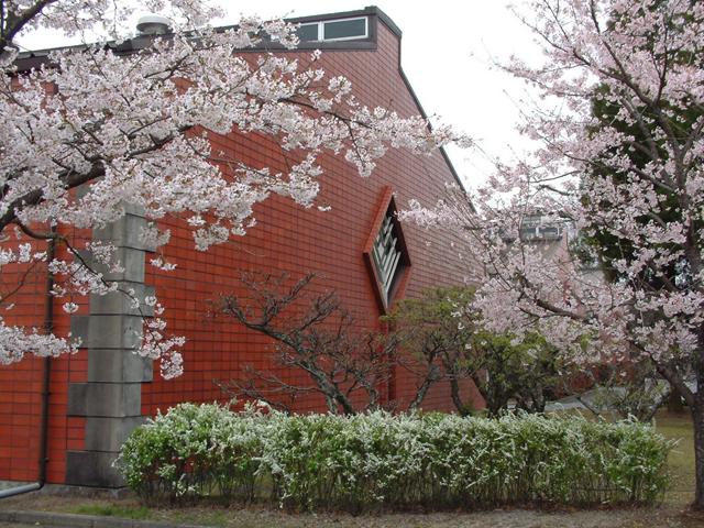 &lt;font color=&quot;#EE82EE&quot;&gt;&lt;strong&gt;いいちこ日田蒸留所&lt;/strong&gt;&lt;/font&gt;（日田市）&lt;br&gt;麦焼酎「いいちこ」で知られる三和酒類がこだわりの酒を醸す蒸留所。春は200mに渡る「桜並木」があり、約150本の桜が花を咲かせます。&lt;hr&gt;&lt;span style=&quot;font-size:14px;&quot;&gt;【DATA】&lt;br /&gt; 花の種類／桜&lt;br&gt;見頃／3月下旬～4月上旬&lt;br&gt;住所／日田市西有田810-1&lt;br&gt;電話／0973-25-5600&lt;br&gt;駐車場／40台&lt;br&gt;アクセス／日田ICから車で約10分&lt;br&gt;&lt;a href=&quot;https://www.sanwa-shurui.co.jp/factory/&quot; target=&quot;_blank&quot;&gt;&lt;font color=&quot;#0033ff&quot;&gt;詳細はこちら&lt;/font&gt;&lt;/a&gt;&lt;/span&gt;