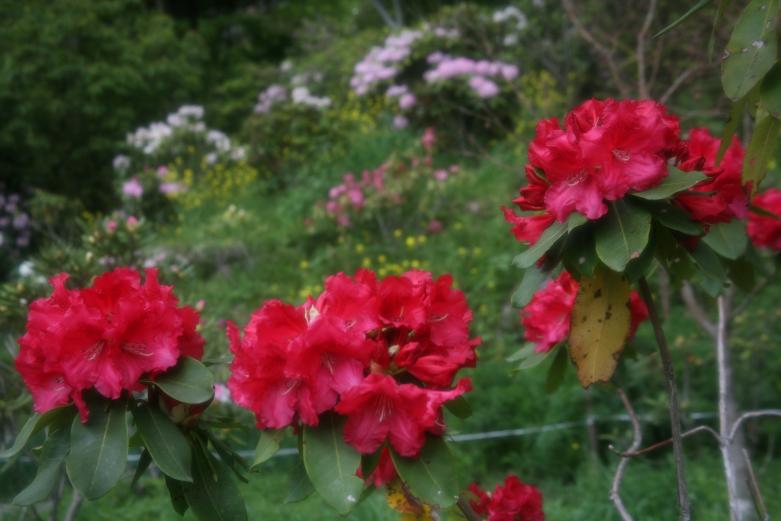 <font color="#A52A2A"><strong>大山しゃくなげ園</strong><br> </font>大山しゃくなげ園では、100種類・2万本ものシャクナゲが色とりどりに咲き誇ります。標高500～600ｍの山あいにあり、広大な敷地のなかで大山ダムも見える見晴らしの良い景色が楽しめます。歩きやすい靴でいくのがおすすめで、展望所からの眺めは特に人気です。 ※4月中旬～5月中旬のみの開園<br><a href="https://o-syakunage.com/" target="_blank"><font color="#0033ff">詳細はこちら</font></a><br>