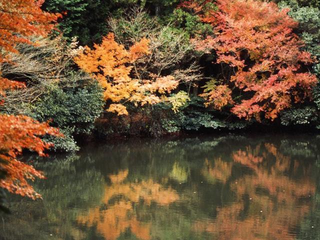 &lt;font color=&quot;#800000&quot;&gt;&lt;strong&gt;白馬渓&lt;/strong&gt;&lt;/font&gt;（臼杵市）&lt;br&gt;臼杵川上流の支流にある渓谷で、紅葉の名所です。江戸時代に橋本真彦という人が、緑の茂みに囲まれた渓流の美しさに心をうたれ、数人の仲間とともに小さな石橋を8つ架け、紅葉や南天など四季の花樹を植えたといわれています。石橋を数えながらの散策もおすすめです。&lt;br&gt;&lt;hr&gt;&lt;span style=&quot;font-size:14px;&quot;&gt;【DATA】&lt;br /&gt; 住所／臼杵市馬代&lt;br&gt;電話／0972-64-7130（臼杵市観光協会）&lt;br&gt;見頃／11月中旬～11月下旬&lt;br&gt;&lt;a href=&quot;https://www.city.usuki.oita.jp/docs/2014020300178/&quot; target=&quot;_blank&quot;&gt;&lt;font color=&quot;#0033ff&quot;&gt;詳細はこちら&lt;/font&gt;&lt;/a&gt;&lt;/span&gt;