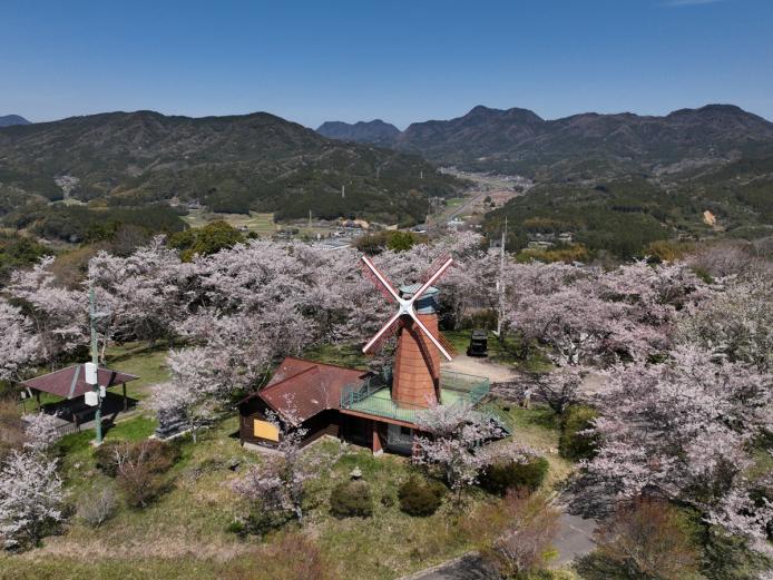 <font color="#EE82EE"><strong>甲尾山公園</strong></font>（杵築市）<br>山香のシンボルである風車が設置されている公園です。山頂には展望台もあり、山香の町から遠くは由布岳を望むことが出来ます。公園内には桜の木があり、お花見をする人が多く訪れます。<hr><span style="font-size:14px;">【DATA】<br />桜の種類／ソメイヨシノ<br>見頃／3月下旬～4月上旬<br>住所／杵築市山香町大字野原1965番地4外<br>電話／0978-62-1811（杵築市建設課）<br>駐車場／あり<br>アクセス／杵築ICから車で約20分<br><a href="https://www.city.kitsuki.lg.jp/soshiki/1/kensetu/kouen/1965.html" target="_blank"><font color="#0033ff">詳細はこちら</font></a></span>