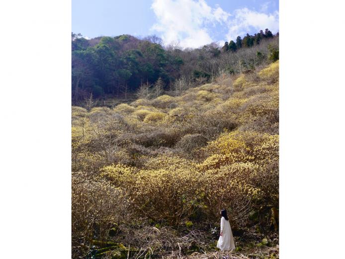 <font color="#EE82EE"><strong>高場山三椏苑（たかばやまみつまたえん）</strong></font>（由布市）<br>由布院中心部から車で約45分の庄内町にある三椏苑。長閑な山道を進むと、ゆるやかな斜面一面に広がる「みつまた」の群生を見ることができます。道中にある『おおつる交流センター』ではルート案内を行っています。<hr><span style="font-size:14px;">【DATA】<br /> 花の種類／みつまた<br>見頃／3月中旬～3月末<br>住所／由布市庄内町西大津留<br>電話／080-7989-1497(おおつる交流センター)<br>駐車場／なし<br>アクセス／湯布院ICより車で約40分、JR小野屋駅より車で約20分<br><a href=" https://www.instagram.com/yufu_tic/reel/Cp2TvxgAZX-/ " target="_blank"><font color="#0033ff">詳細はこちら</font></a></span>