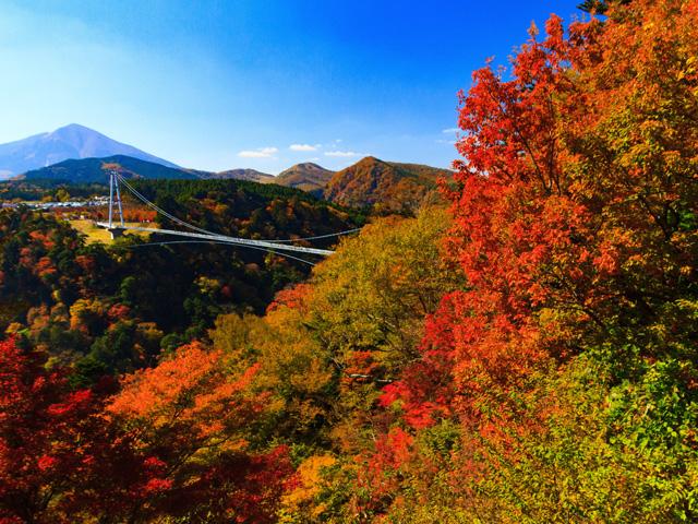 &lt;font color=&quot;##800080&quot;&gt;&lt;strong&gt;九重“夢”大吊橋&lt;/strong&gt;&lt;/font&gt;&lt;br&gt;人道専用としては日本一の高さを誇る吊り橋。360°の大パノラマで「日本の滝百選」に選ばれた滝や「くじゅう連山」などが目に飛び込んできます。秋は色づいた原生林を楽しむ天空の散歩道に。&lt;hr&gt;&lt;span style=&quot;font-size:14px;&quot;&gt;【DATA】&lt;br /&gt;住所／九重町田野1208&lt;br&gt;電話／0973-73-3800&lt;br&gt;営業時間／7～10月8:30～18:00（最終入場17:30）、11～6月8:30～17:00（最終入場16:30）&lt;br&gt;休み／なし※天候不良で入場制限の場合あり&lt;br&gt;料金／500円、小学生200円 ※小学生未満無料&lt;br&gt;駐車場／275台&lt;br&gt;交通アクセス／九重ICから車で約20分&lt;br /&gt;&lt;a href=&quot;https://www.yumeooturihashi.com/&quot; target=&quot;_blank&quot;&gt;&lt;font color=&quot;#0033ff&quot;&gt;詳細はこちら&lt;/font&gt;&lt;/a&gt;&lt;/span&gt;&lt;br&gt;&lt;br&gt;