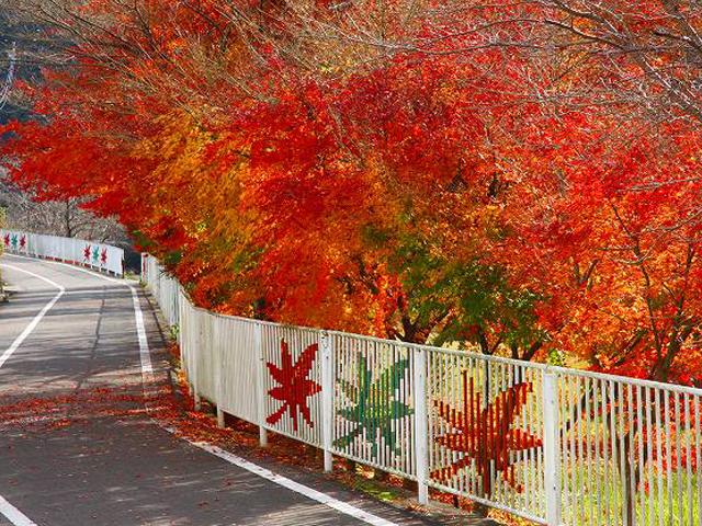 &lt;font color=&quot;#800000&quot;&gt;&lt;strong&gt;メイプル耶馬ｻｲｸﾘﾝｸﾞﾛｰﾄﾞ&lt;/strong&gt;&lt;/font&gt;（中津市）&lt;br&gt;紅葉シーズンの「メイプル耶馬サイクリングロード」では、目的地までゆっくりと、紅葉に彩られた耶馬渓の絶景を満喫することができます。鉄道跡を利用したトンネルや鉄橋などバリエーションに富んだコースが魅力です。&lt;br&gt;&lt;hr&gt;&lt;span style=&quot;font-size:14px;&quot;&gt;【DATA】&lt;br /&gt; 住所／中津市耶馬溪 県道臼木沖代線～山国町守実&lt;br&gt;電話／0979-64-6565（中津耶馬渓観光協会）&lt;br&gt;見頃／10月下旬～11月下旬&lt;br&gt;&lt;a href=&quot;https://nakatsuyaba.com/pages/23?detail=1&amp;b_id=1989&amp;r_id=34&quot; target=&quot;_blank&quot;&gt;&lt;font color=&quot;#0033ff&quot;&gt;詳細はこちら&lt;/font&gt;&lt;/a&gt;&lt;/span&gt;